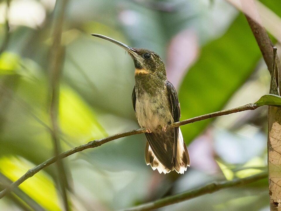 Pale-tailed Barbthroat