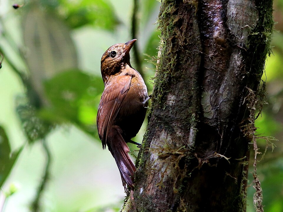 Uniform Treehunter