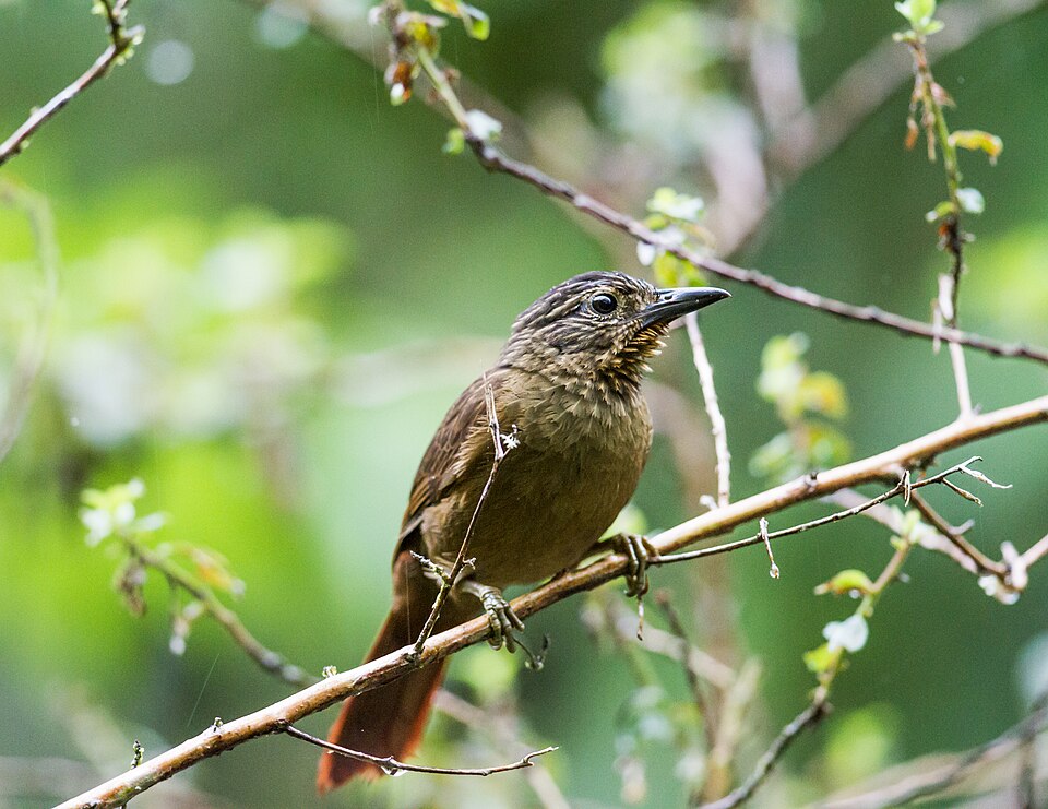 Black-billed Treehunter