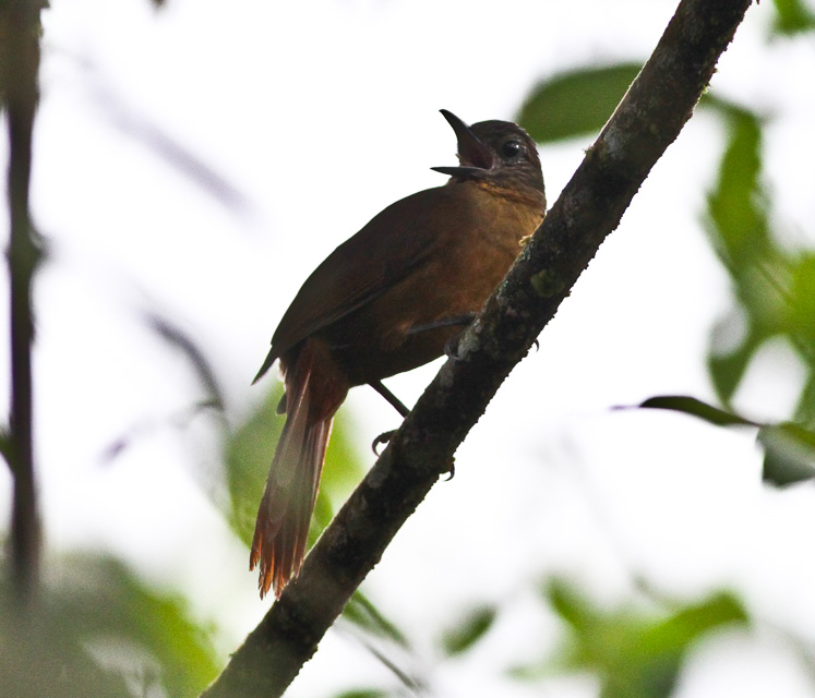 Streak-capped Treehunter