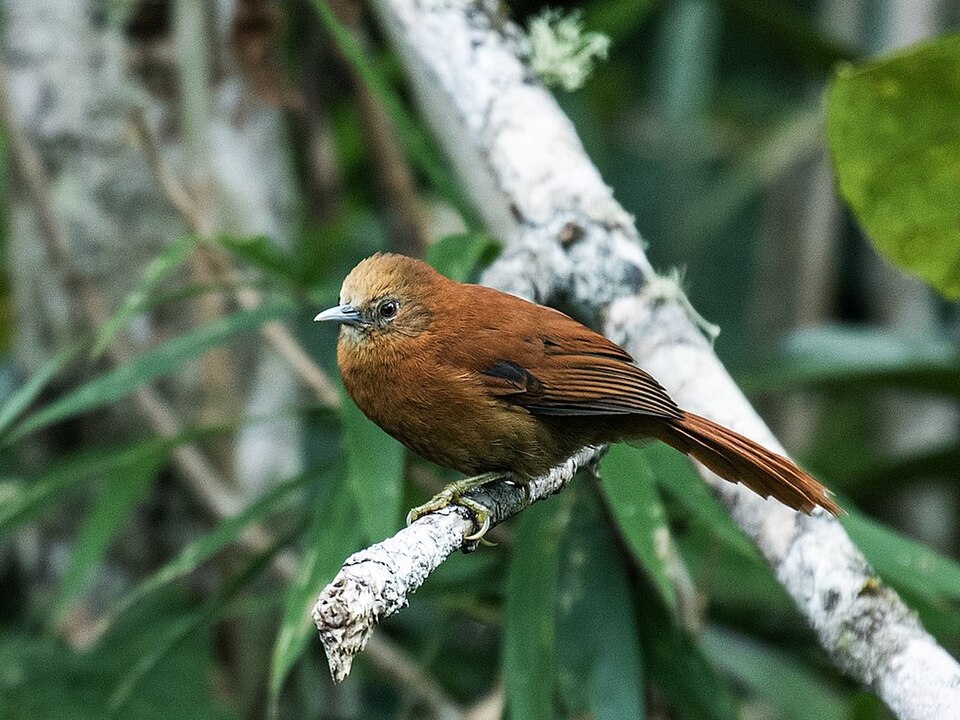 Russet-mantled Softtail