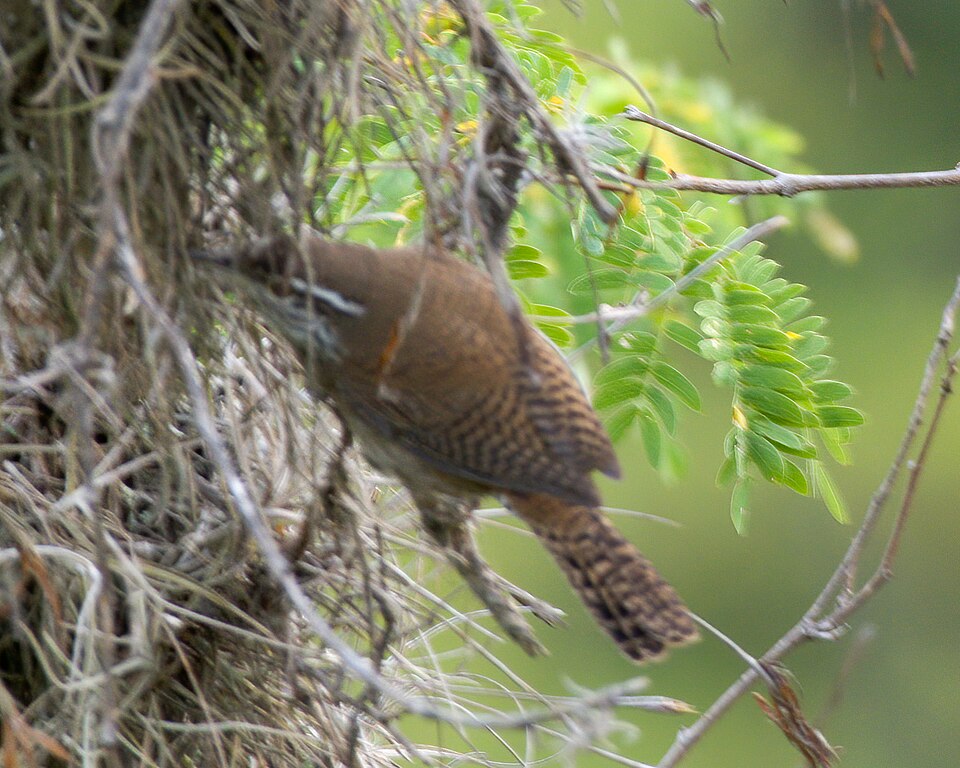 Niceforo's Wren