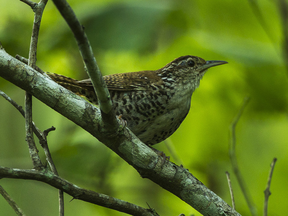 Banded Wren