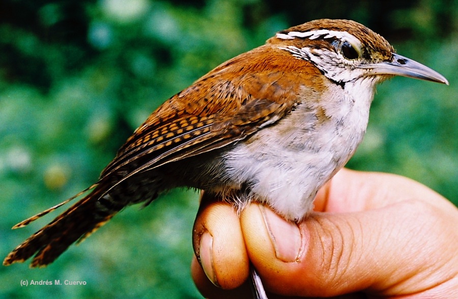 Rufous-and-white Wren