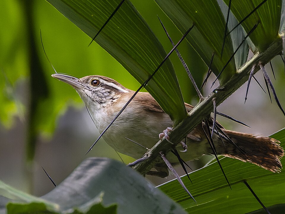 Antioquia Wren