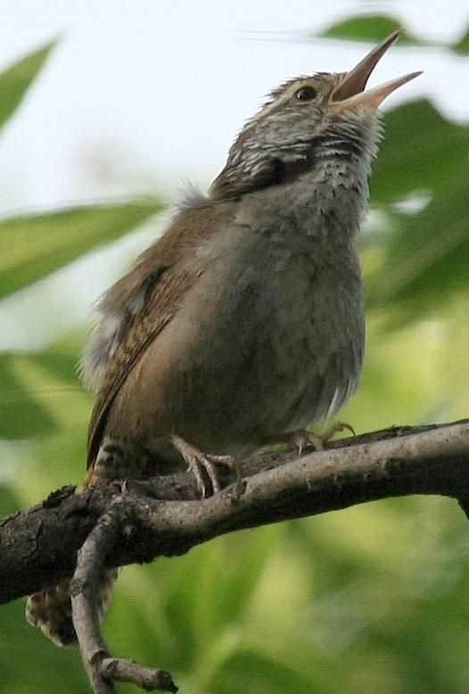 Sinaloa Wren