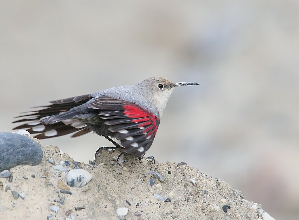 Wallcreeper