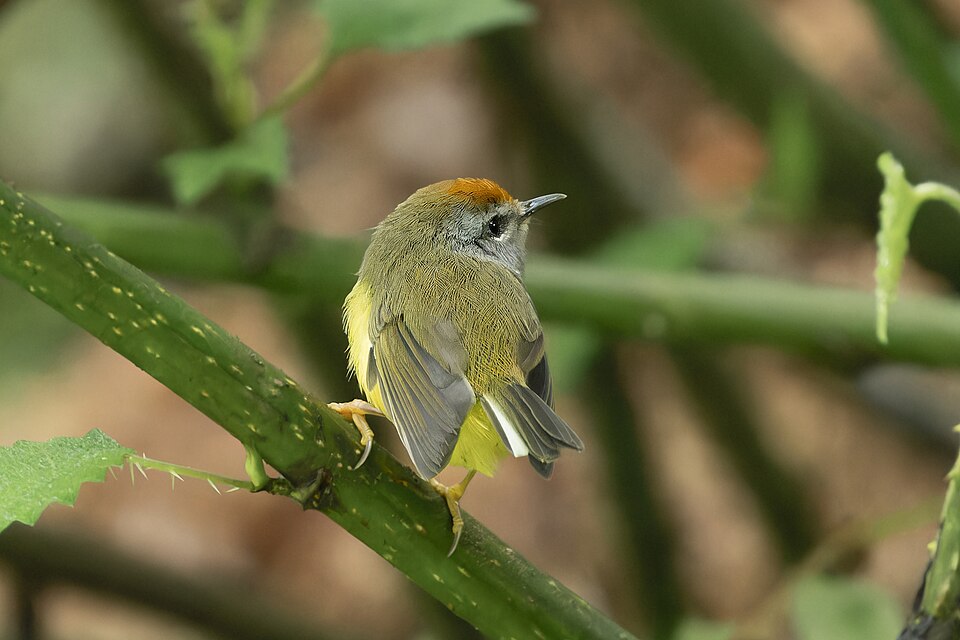 Broad-billed Warbler