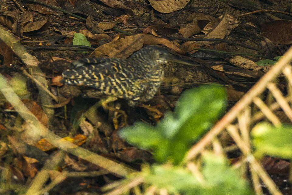 White-crested Tiger Heron