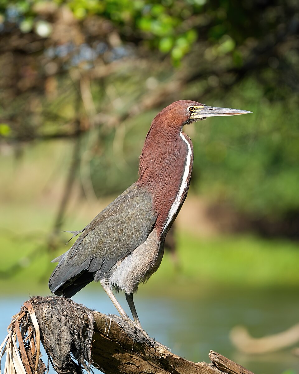 Rufescent Tiger Heron