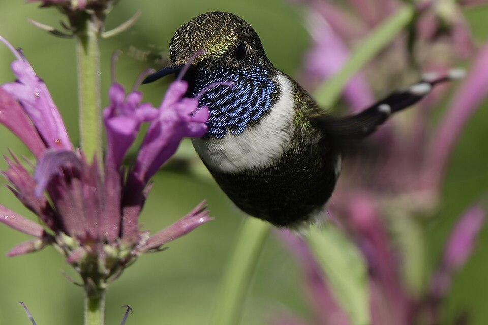 Sparkling-tailed Woodstar