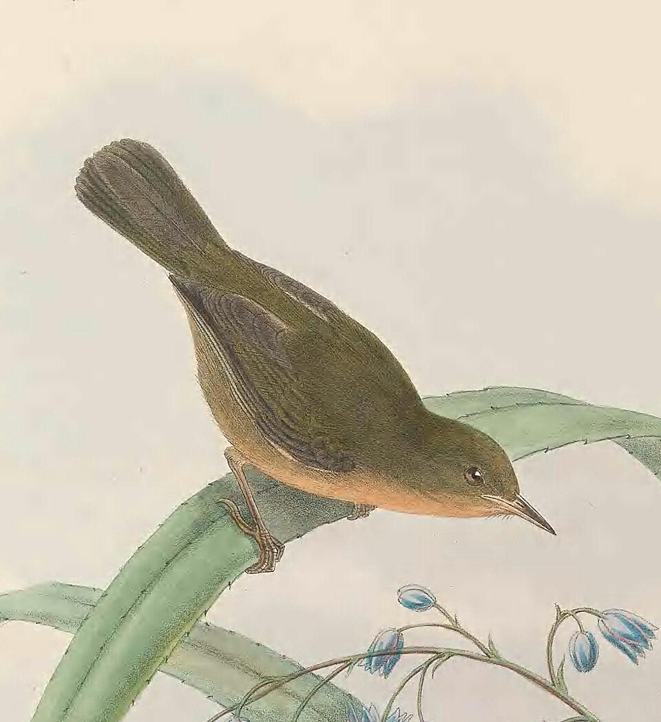 Olive Straightbill