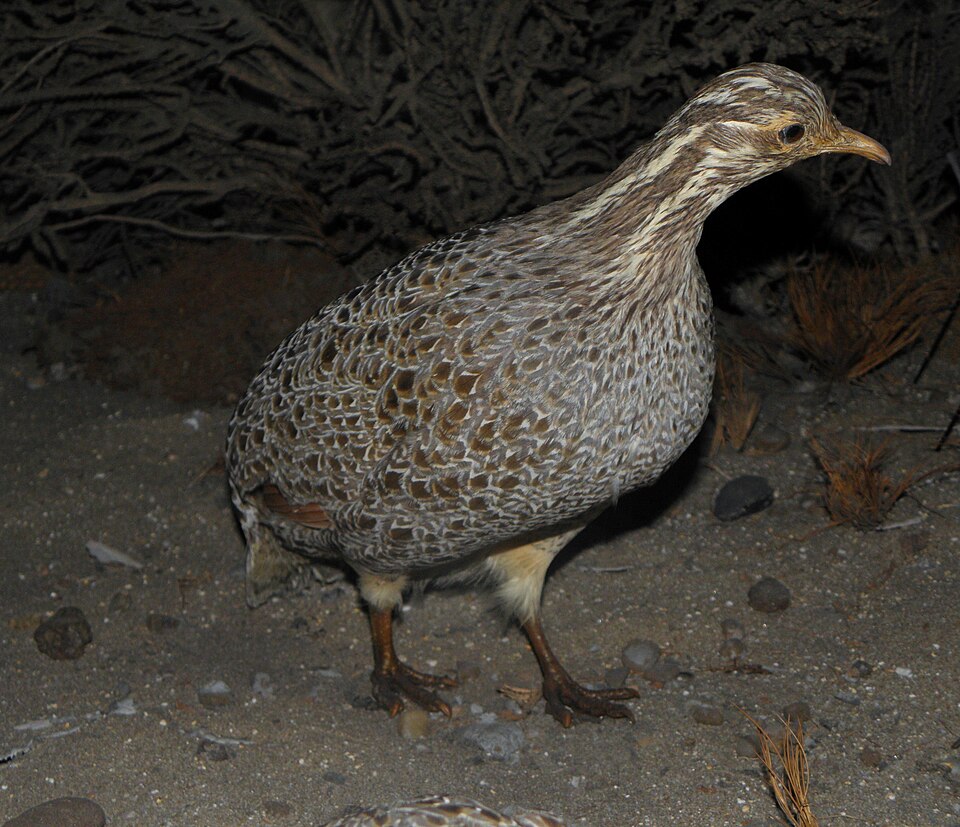 Patagonian Tinamou