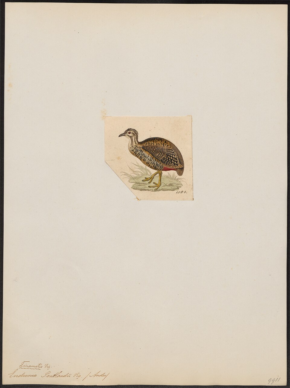 Puna Tinamou