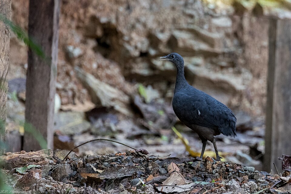 Black Tinamou