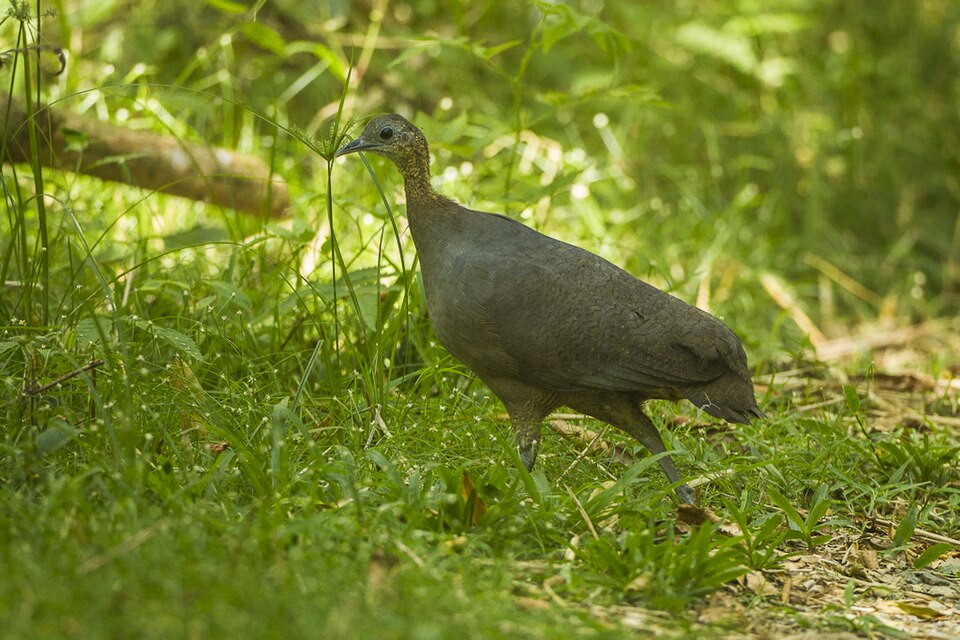 Solitary Tinamou