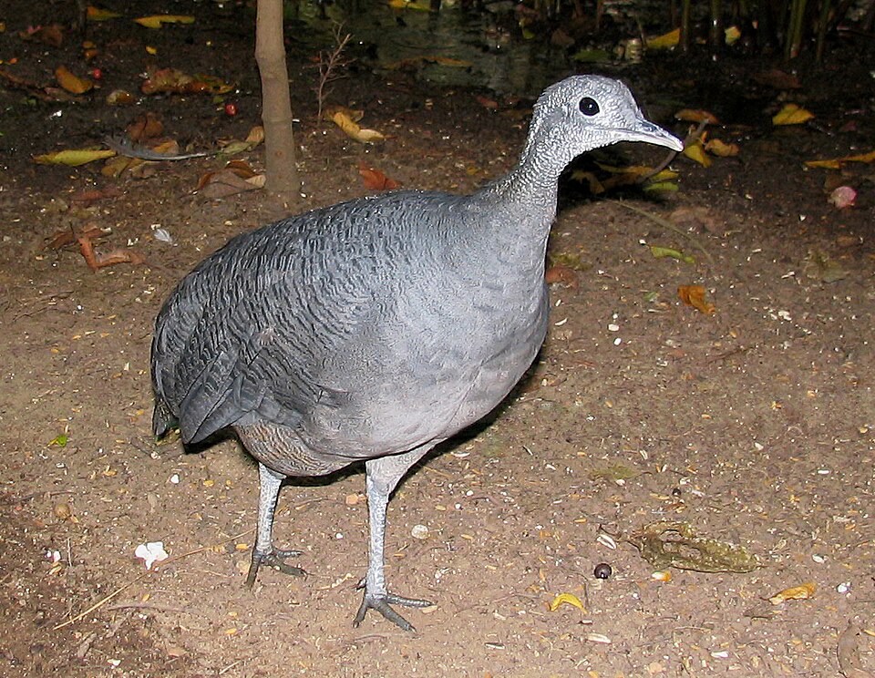Grey Tinamou