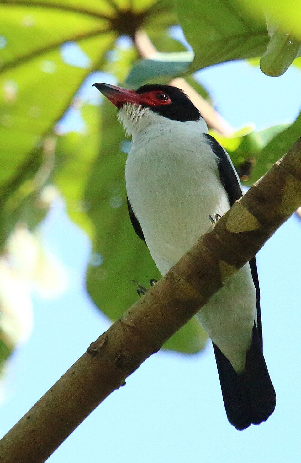 Black-tailed Tityra