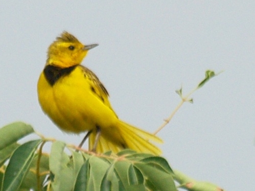 Golden Pipit