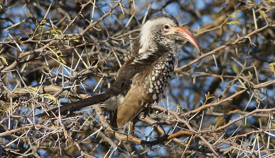 Damara Red-billed Hornbill