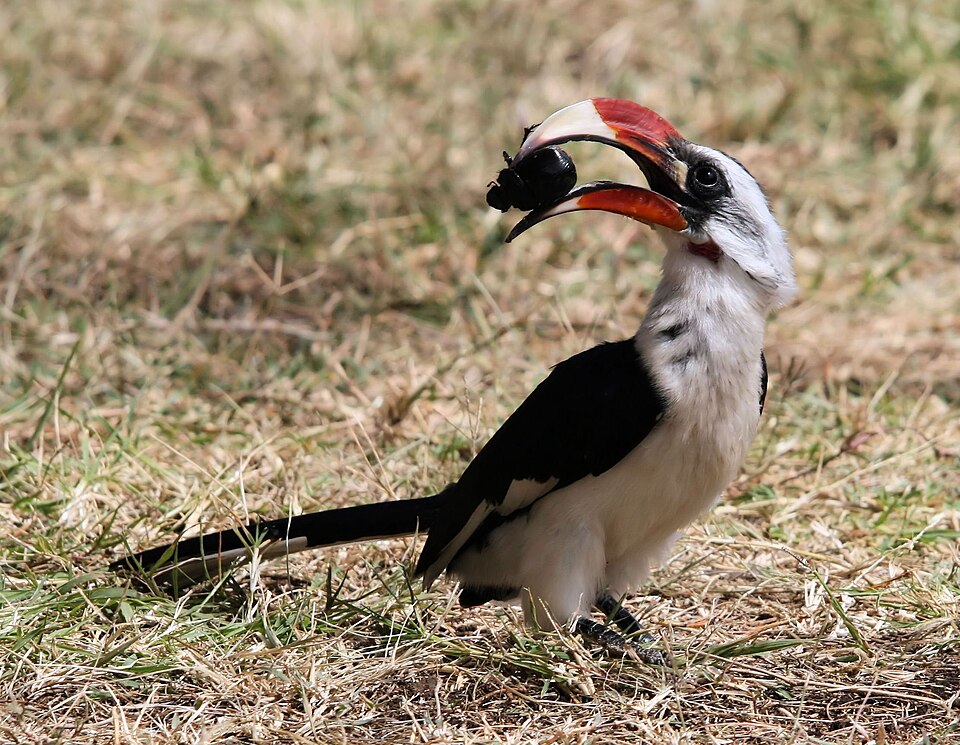 Von der Decken's Hornbill