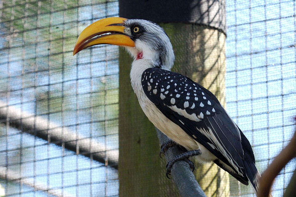 Eastern Yellow-billed Hornbill