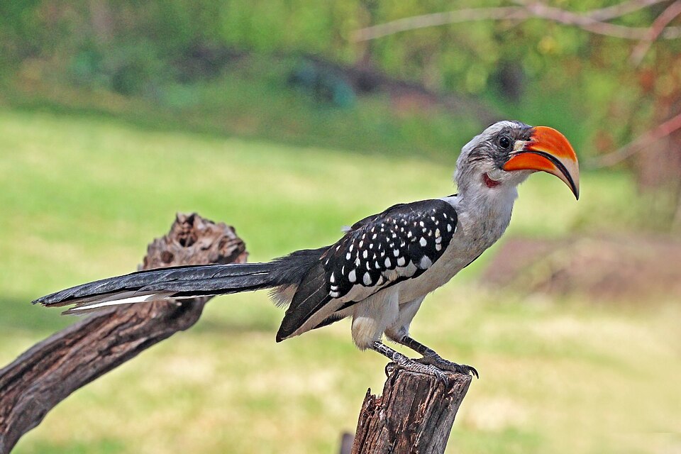 Jackson's Hornbill