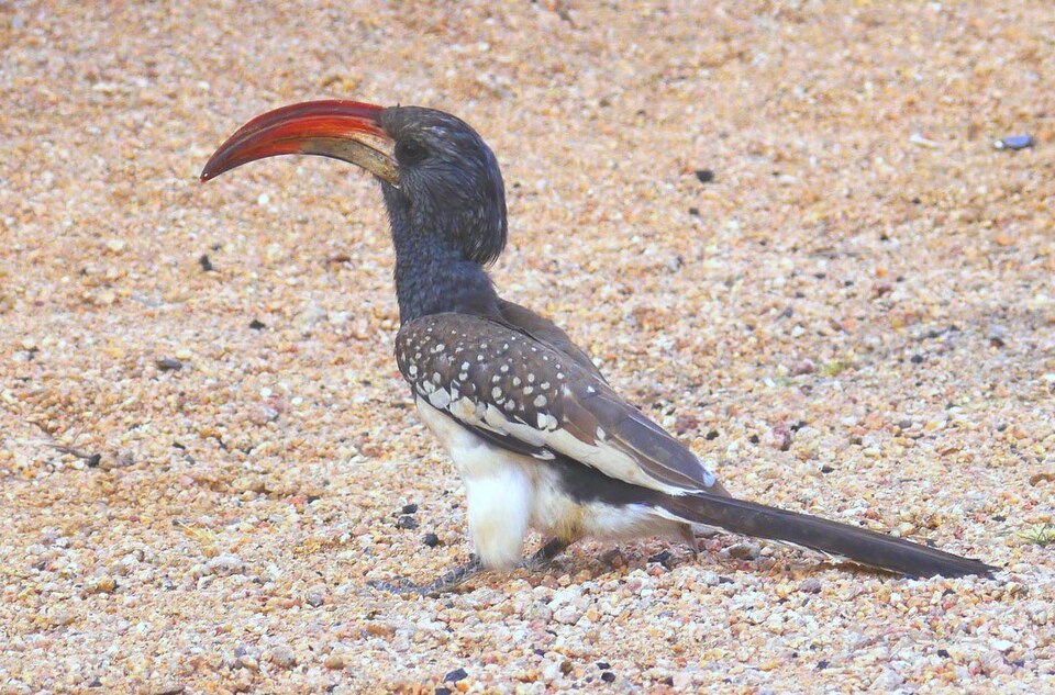 Monteiro's Hornbill