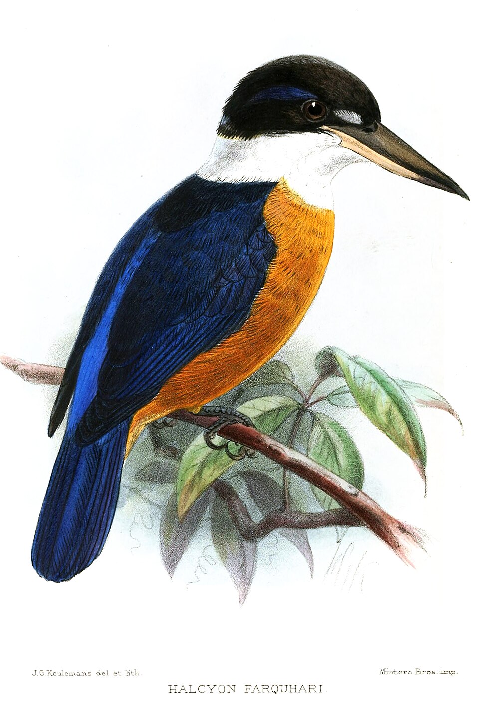 Vanuatu Kingfisher