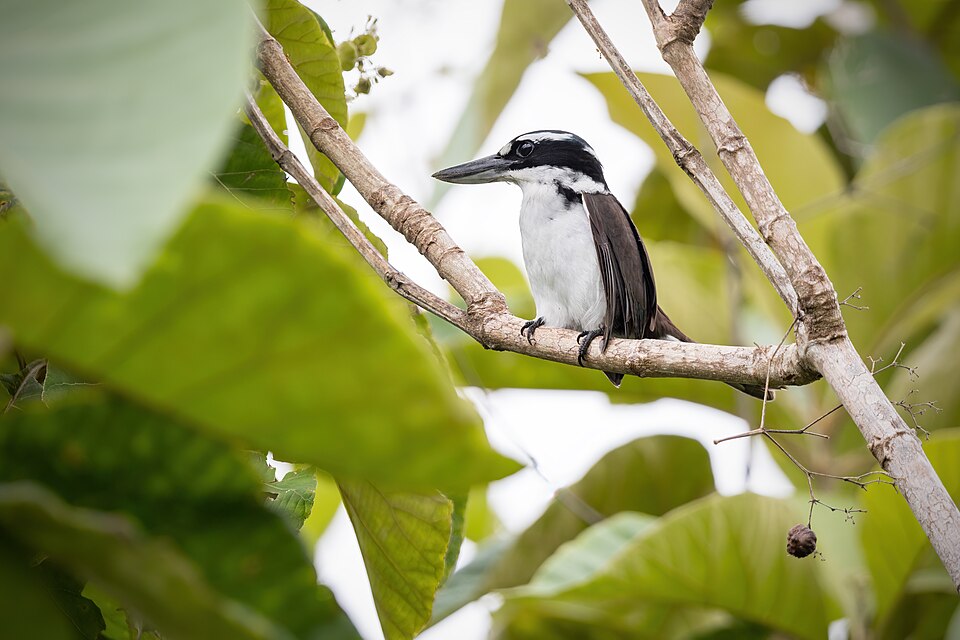 Sombre Kingfisher