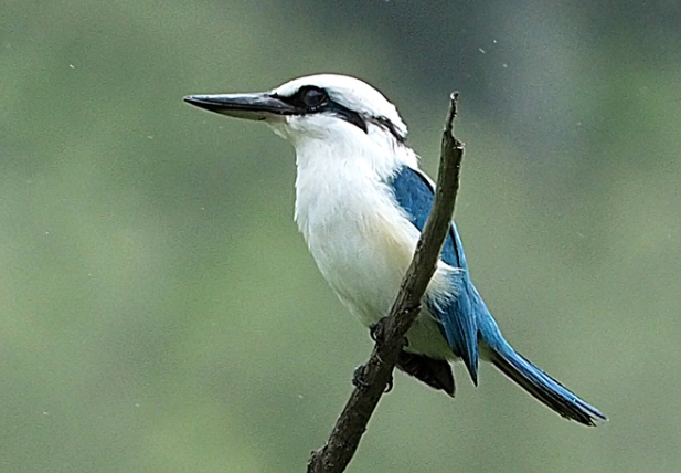 Marquesan Kingfisher