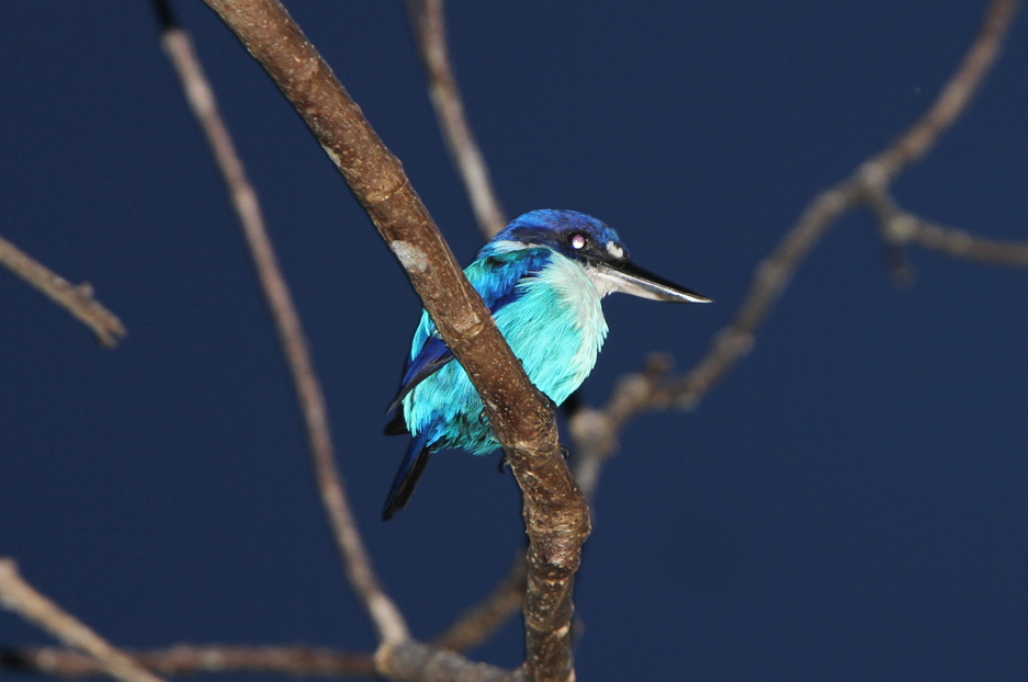 Lazuli Kingfisher