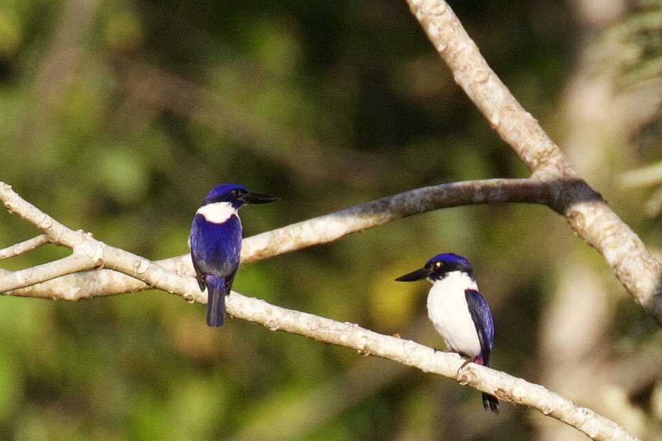 Ultramarine Kingfisher
