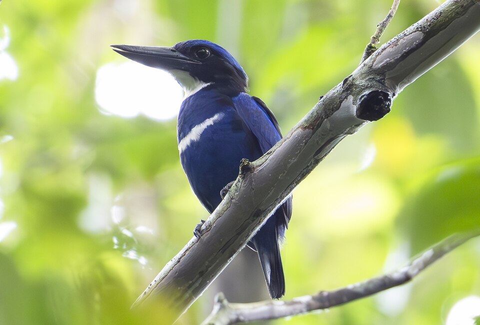 Blue-black Kingfisher