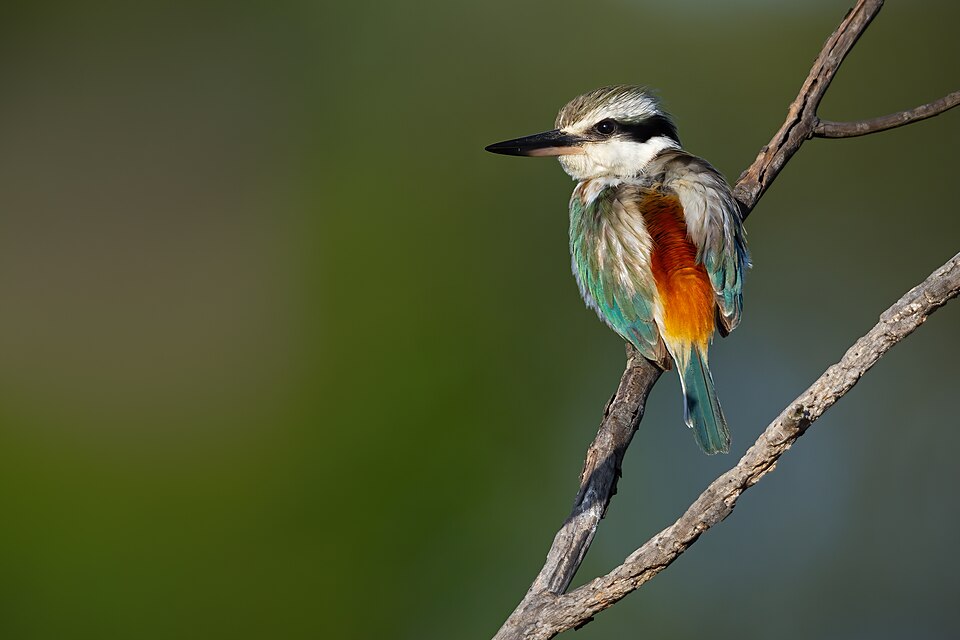 Red-backed Kingfisher