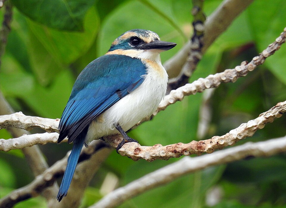 Mewing Kingfisher