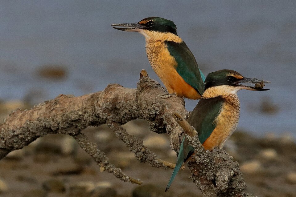 Sacred Kingfisher