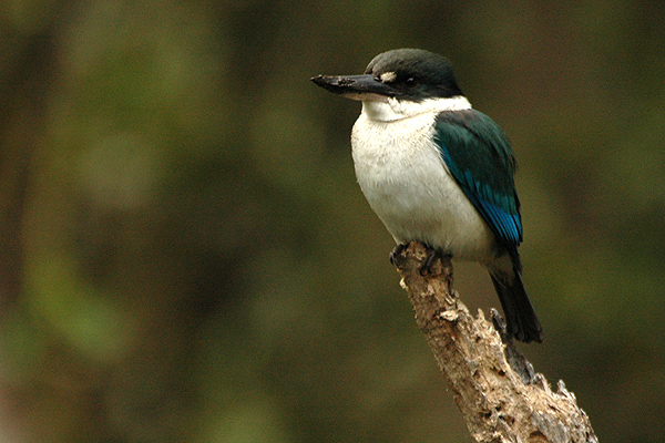 Torresian Kingfisher