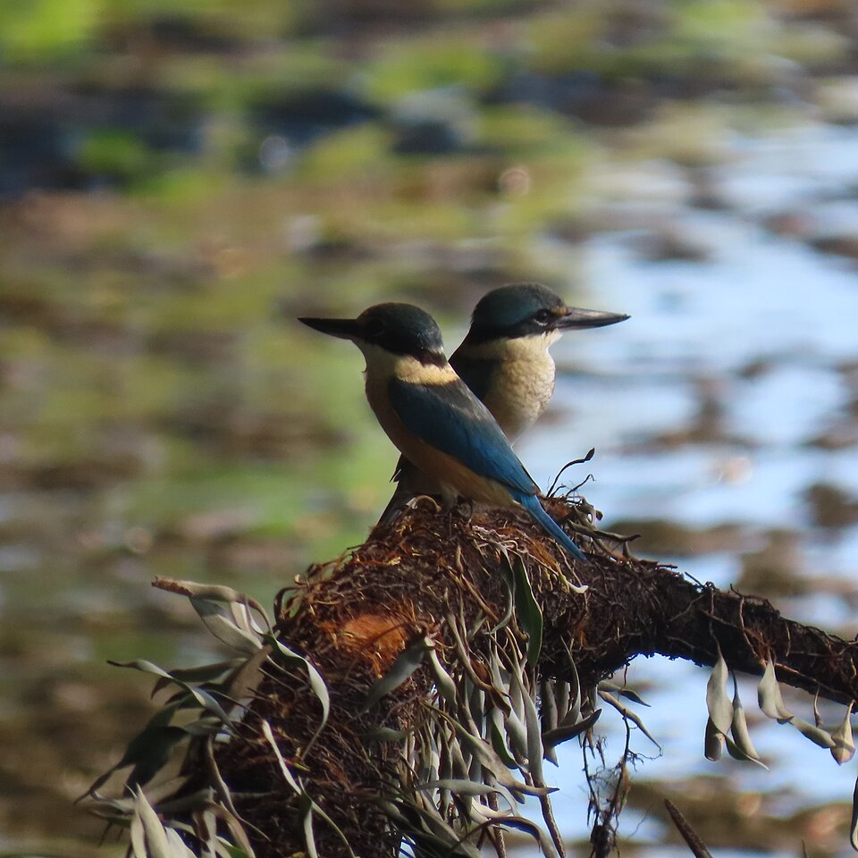 Melanesian Kingfisher