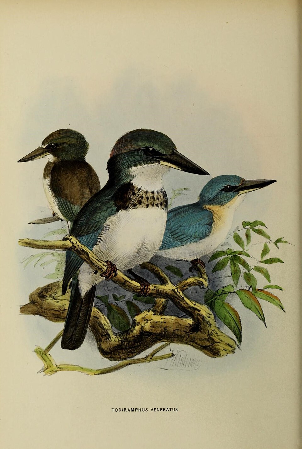 Society Kingfisher