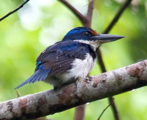 Winchell's Kingfisher