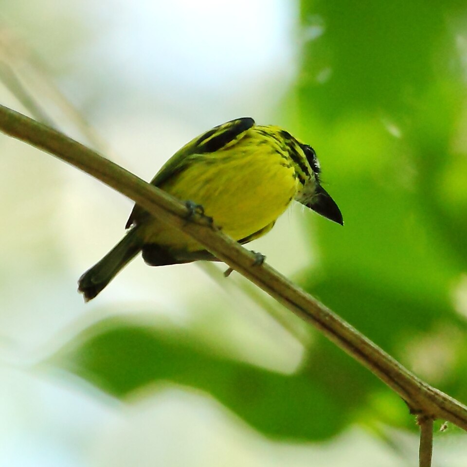Yellow-browed Tody-Flycatcher