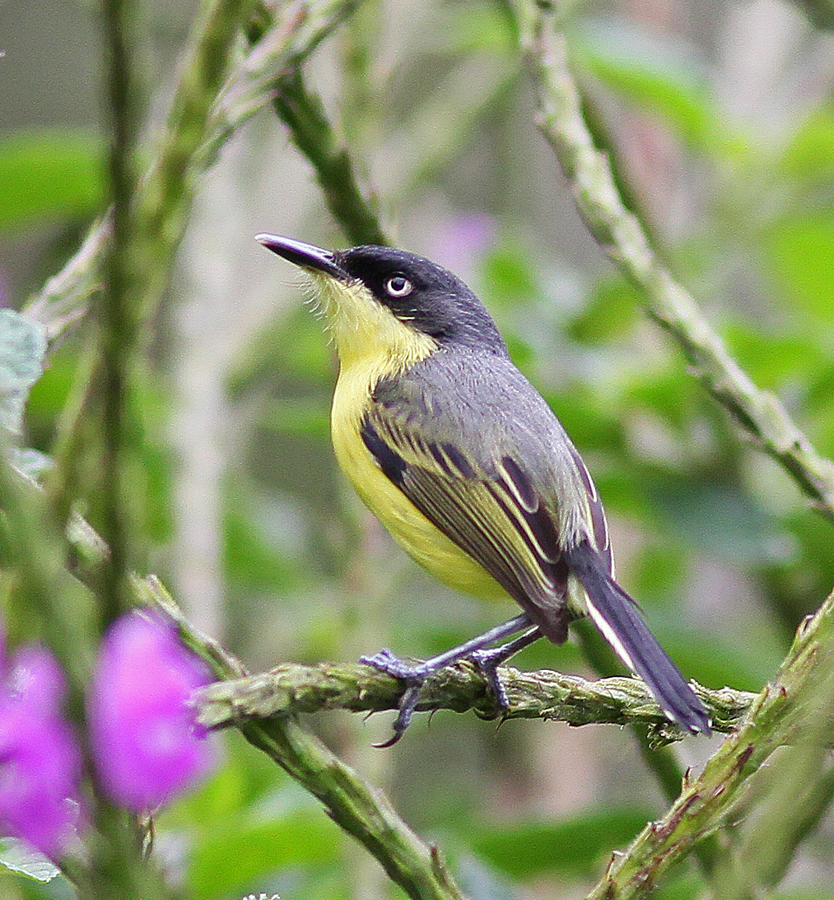Common Tody-Flycatcher