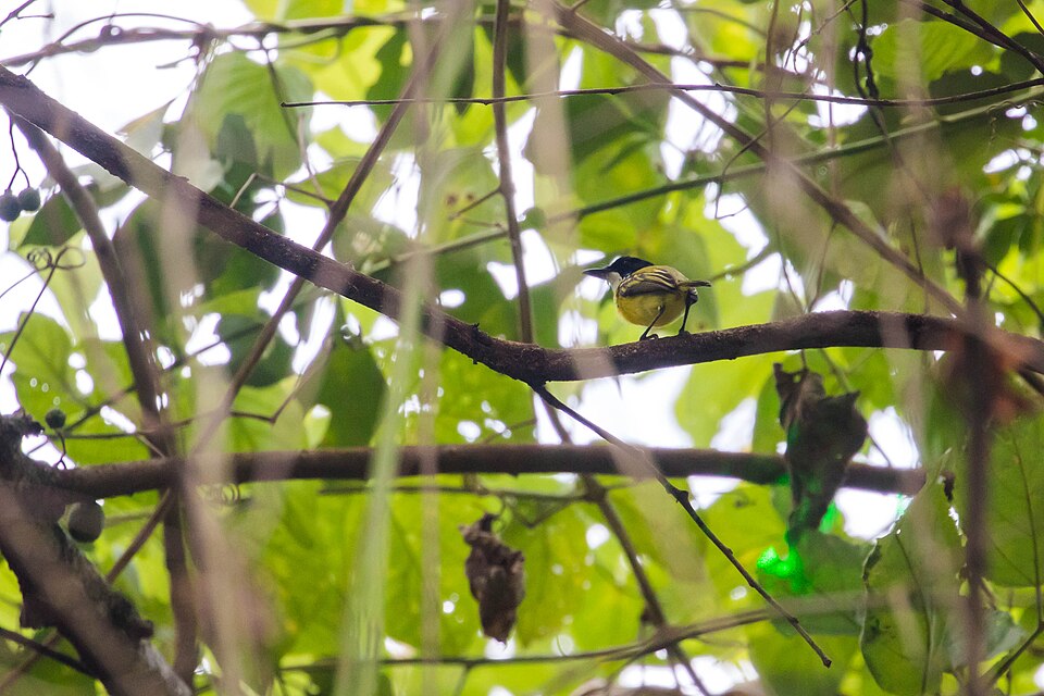 Black-headed Tody-Flycatcher