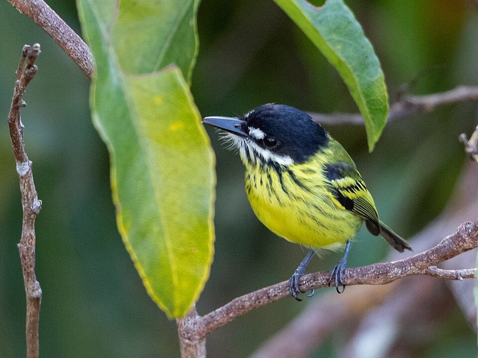 Painted Tody-Flycatcher