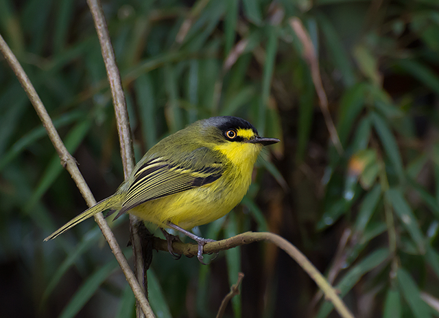 Yellow-lored Tody-Flycatcher