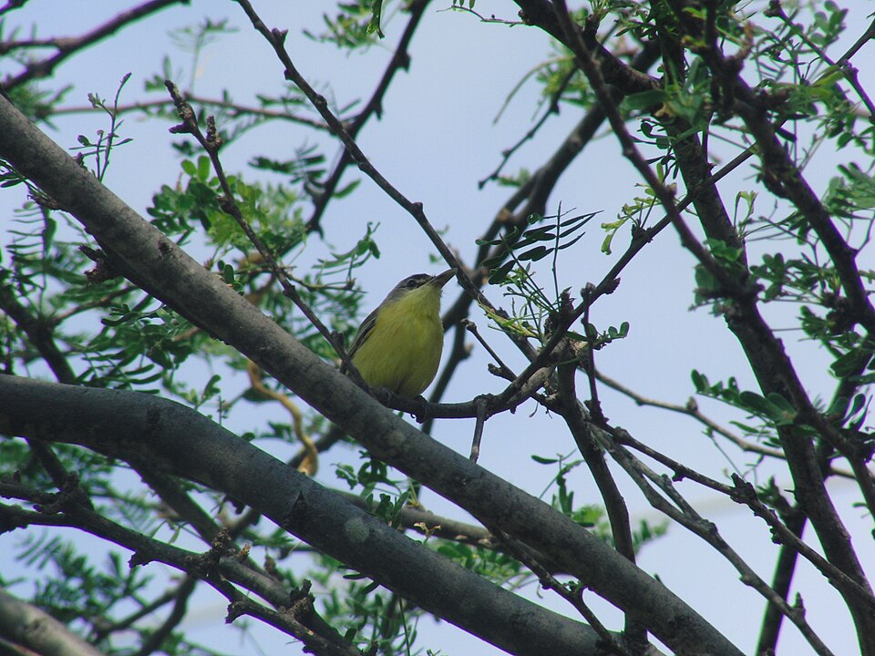 Maracaibo Tody-Flycatcher