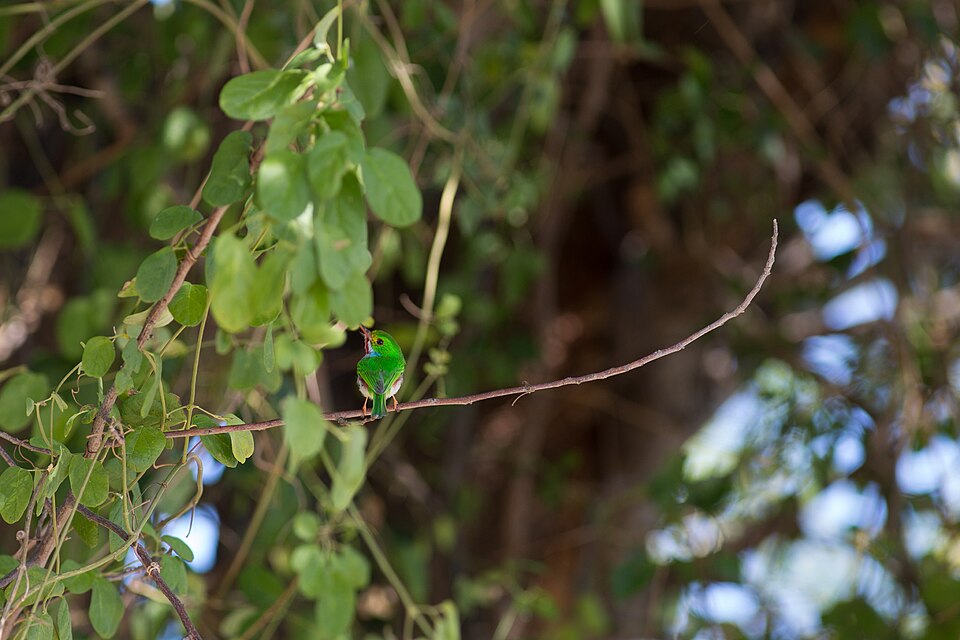 Cuban Tody