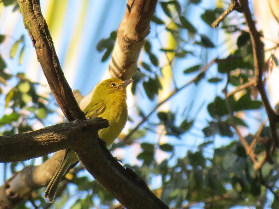 Ochre-lored Flatbill