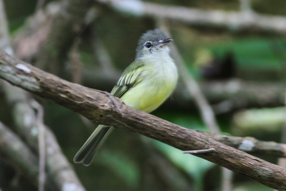 Yellow-margined Flatbill